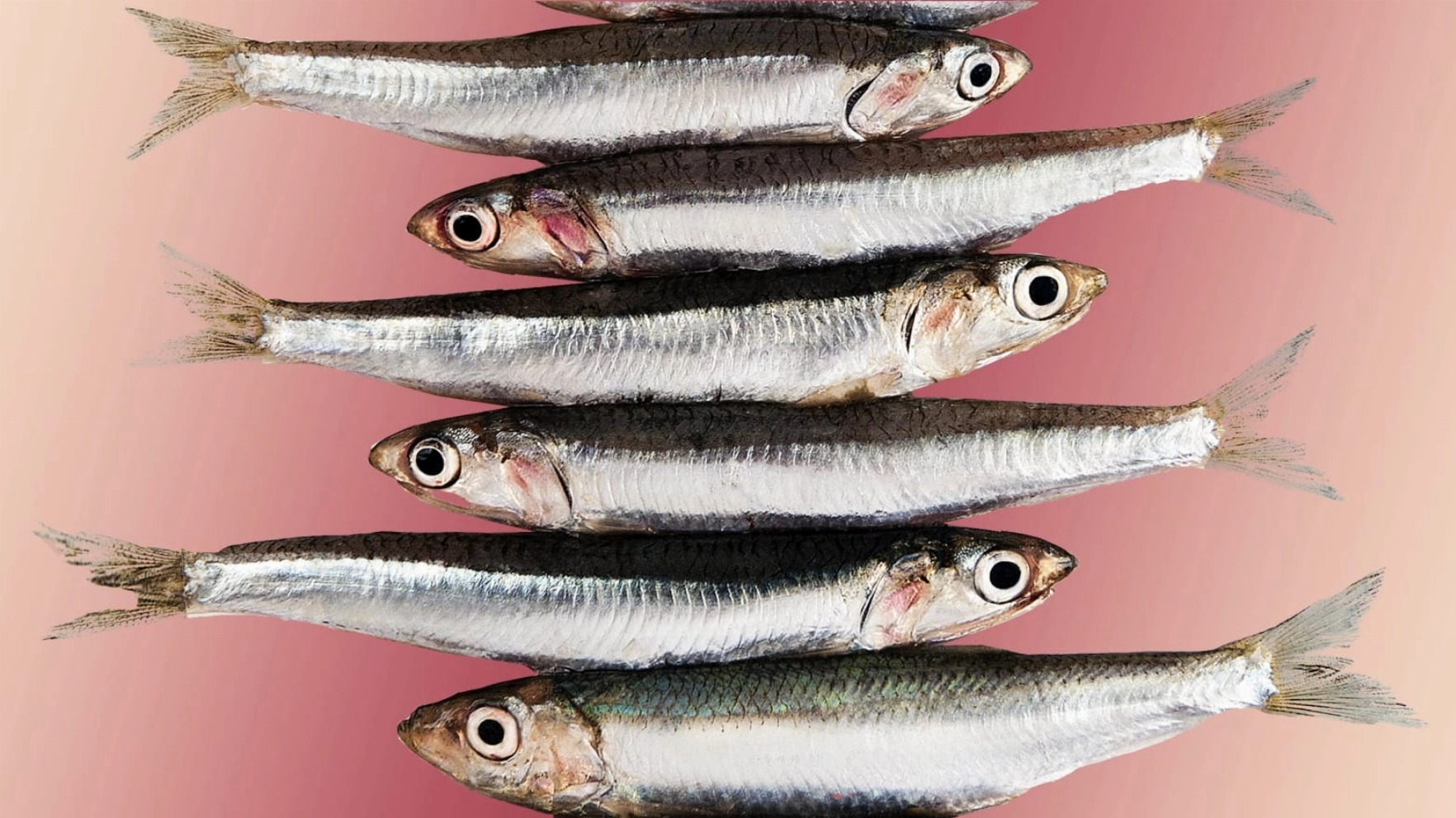 Anchovies Are More than Just a Fish