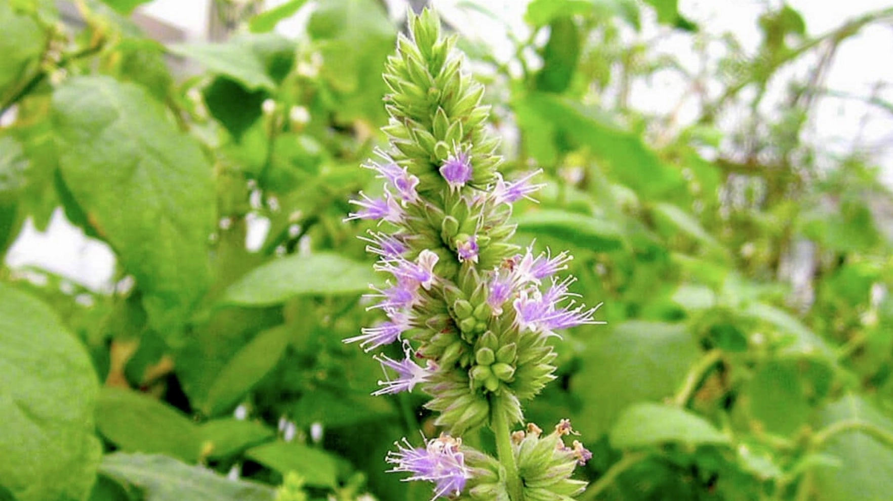 The Patchouli Plant: Benefits & Uses You Need To Know About!