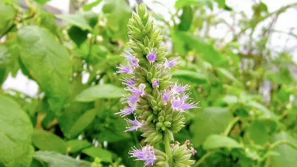 The Patchouli Plant: Benefits & Uses You Need To Know About!