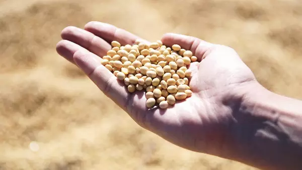 Look before You Leap and Read before You Eat…..Your Soy Chunks!