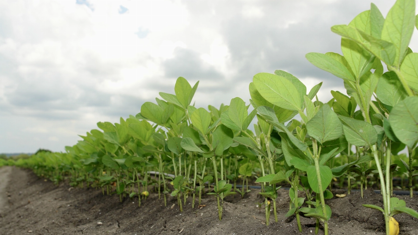 Effect of Soy on Breast Cancer