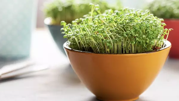 Microgreens - Tiny and Tasty And Mighty