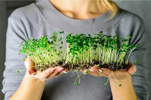 Micro-Greens