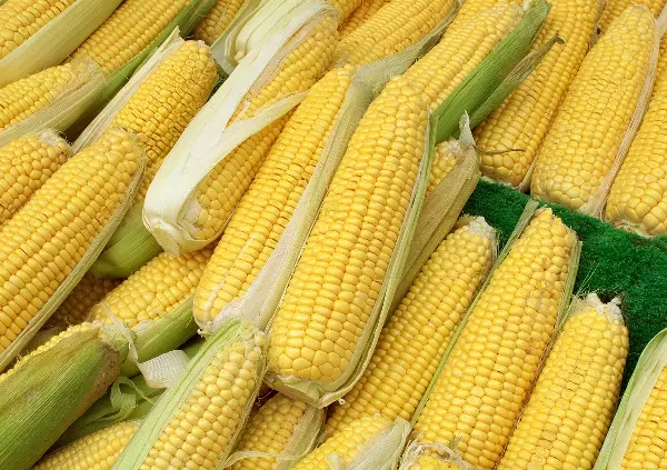 Sweet Corn Sweet Corn
