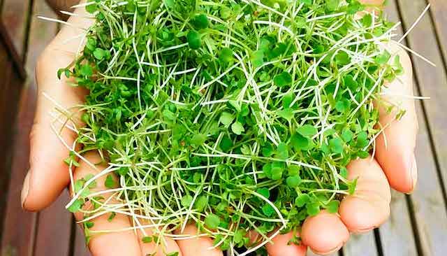 Microgreens - Tiny and Tasty And Mighty