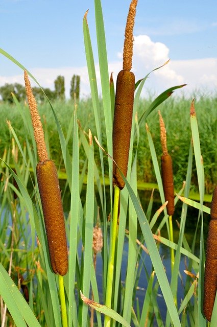 Five Nutrient-Dense Foods You Can Forage In the USA