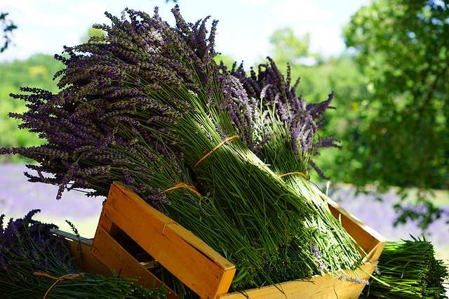 The Most Common Cooking Herbs On The Globe