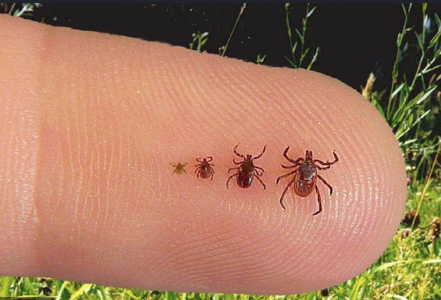 Chiggers