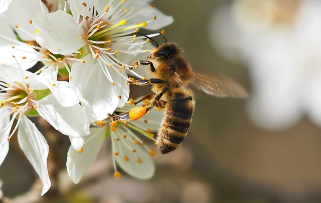 Here’s What You Need To Know About Honey