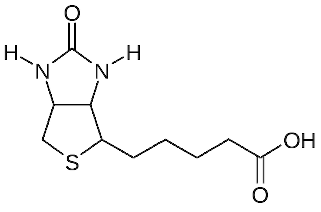 Biotin: An Essentially Important Nutrient for the Body