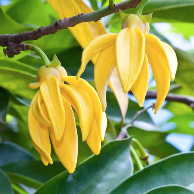 Ylang Ylang