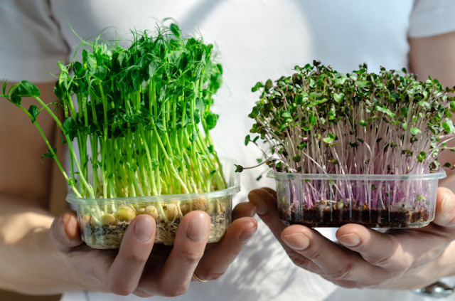 Microgreens - Tiny and Tasty And Mighty