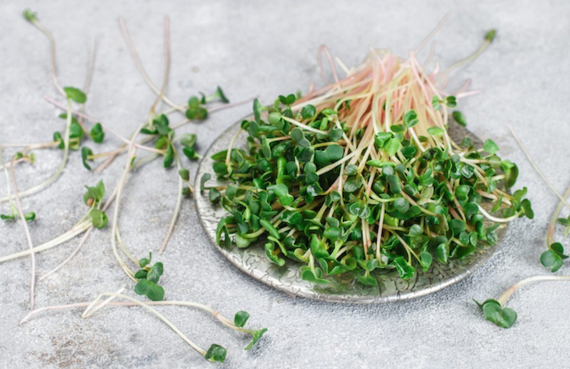 Microgreens - Tiny and Tasty And Mighty