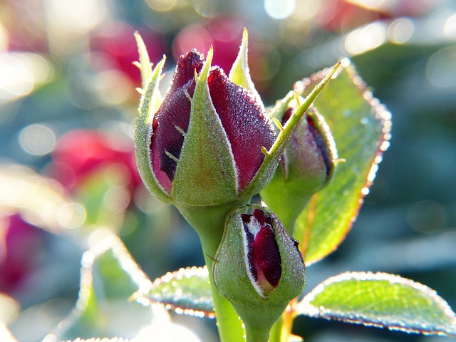 Rose Essential Oil