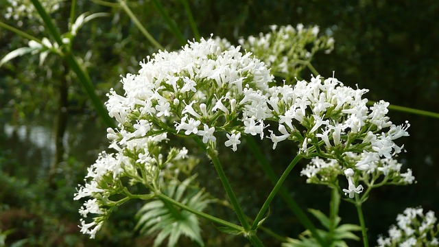 Valerian Essential Oil