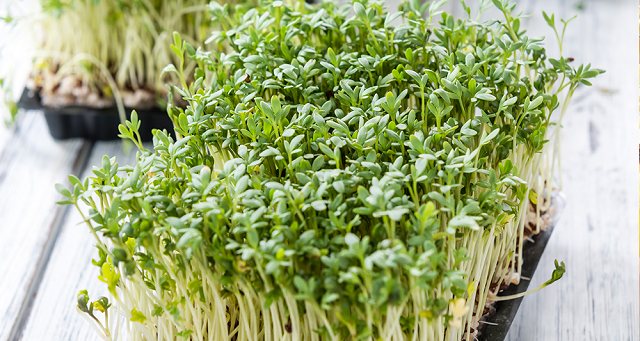 Micro-Greens