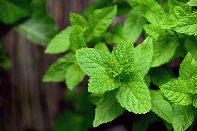 The Most Common Cooking Herbs On The Globe